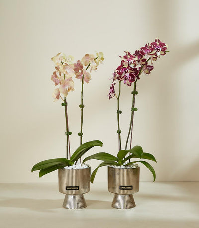 Elegant orchid duo with pale pink and deep purple blooms in metallic ribbed planters, luxury gift presentation