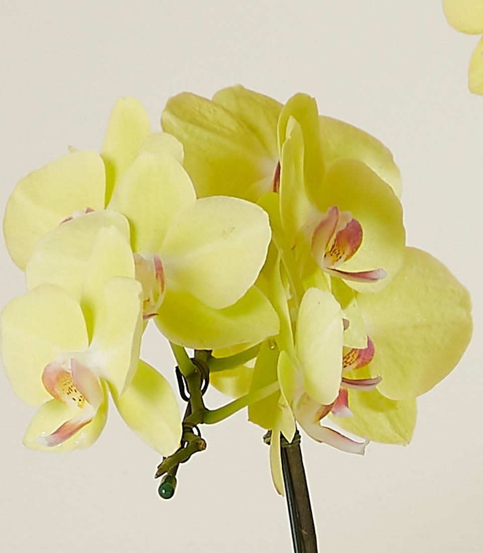Vibrant yellow Phalaenopsis orchids with pink-red centers in sleek black pot, elegant plant gift