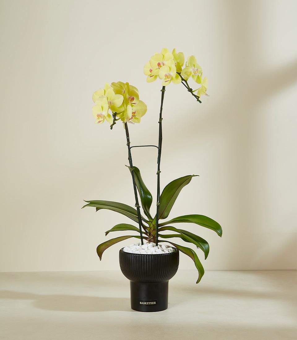 Elegant yellow orchid duo with pink centers in sleek black fluted pot, premium plant gift for home or celebration