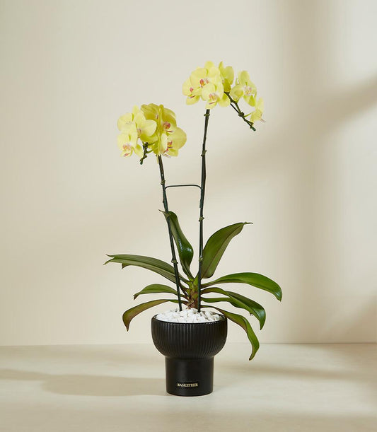 Elegant yellow orchid duo with pink centers in sleek black fluted pot, premium plant gift for home or celebration