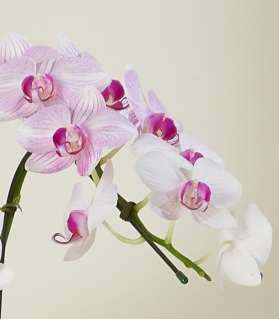 Elegant white Phalaenopsis orchids with pink veins and magenta center in black pot, premium gift flowers