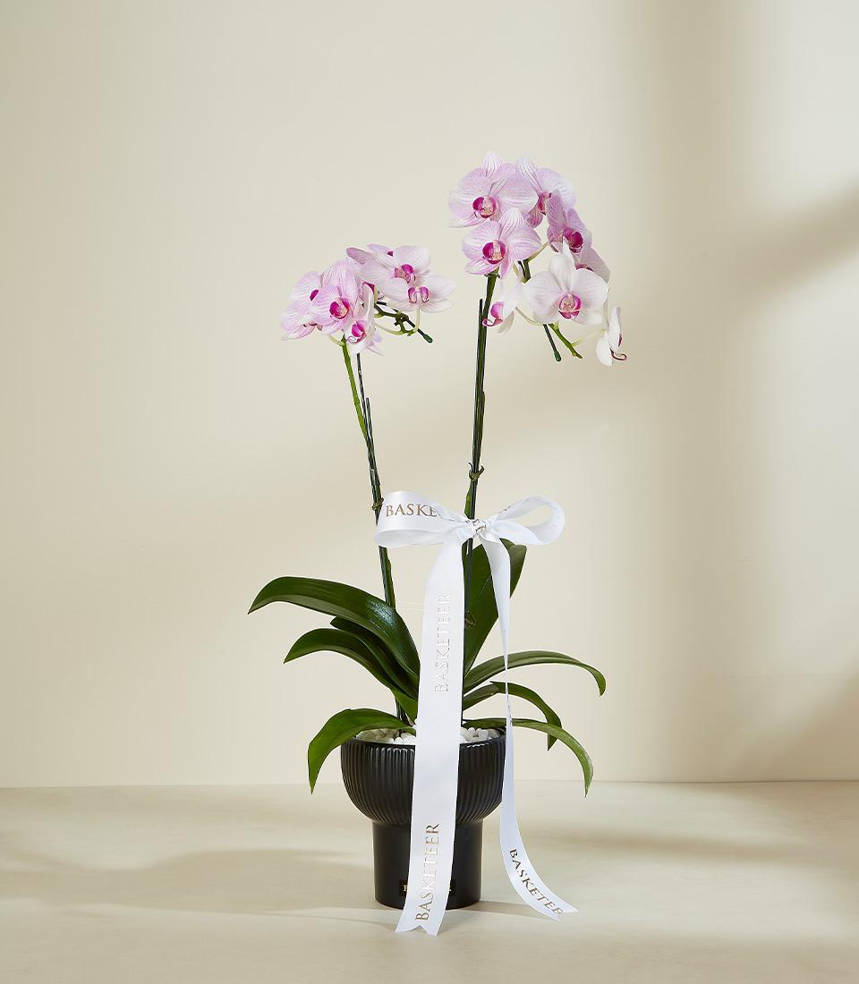 Elegant pink orchid duo in black ribbed ceramic pot with white satin ribbon, premium gift plant