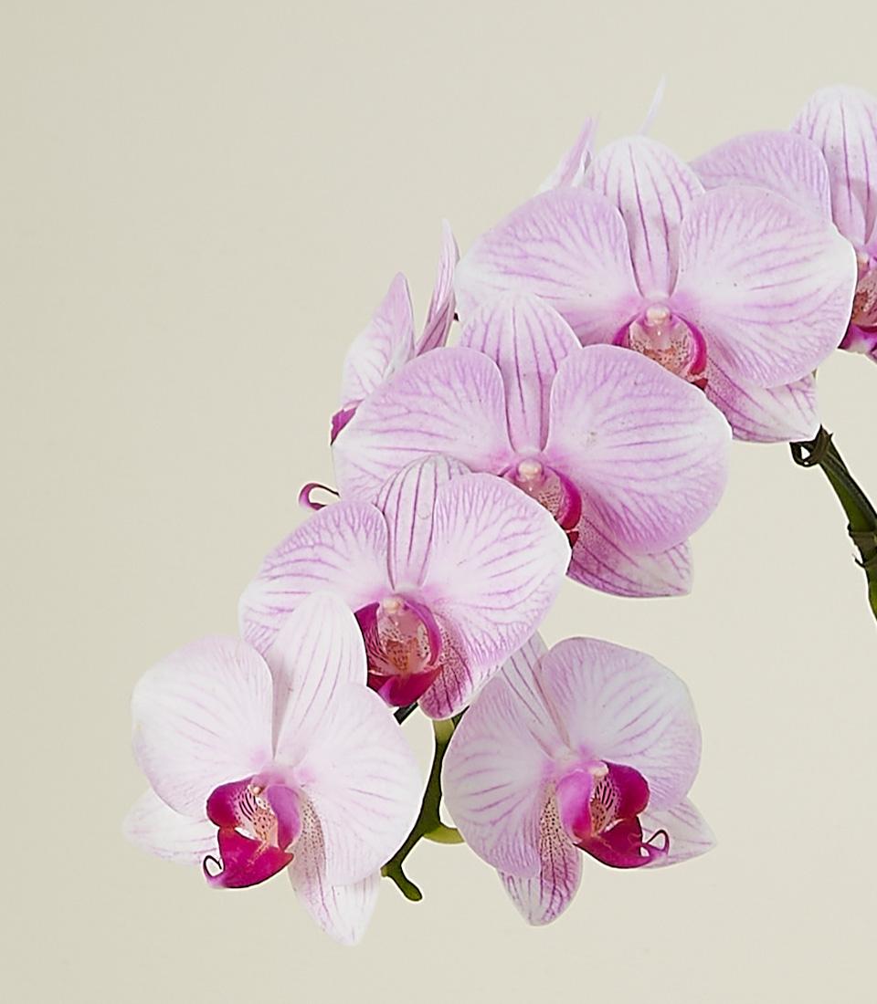 Blush phalaenopsis orchids with fuchsia center in elegant arrangement, perfect for new home gifting