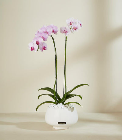 Blush pink and white orchids in white ceramic pot with decorative stones, premium potted plant gift
