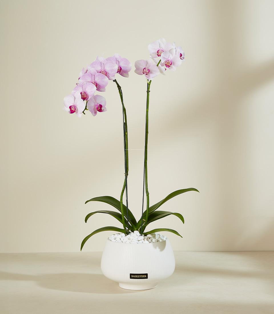 Blush pink and white orchids in white ceramic pot with decorative stones, premium potted plant gift