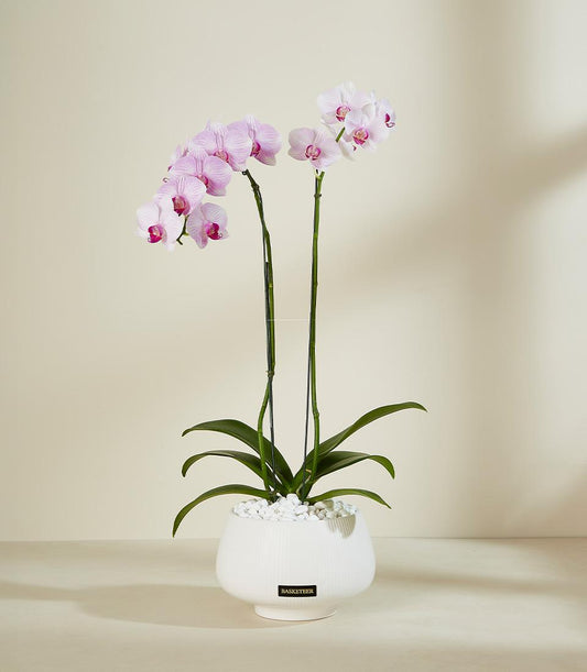 Blush pink and white orchids in white ceramic pot with decorative stones, premium potted plant gift