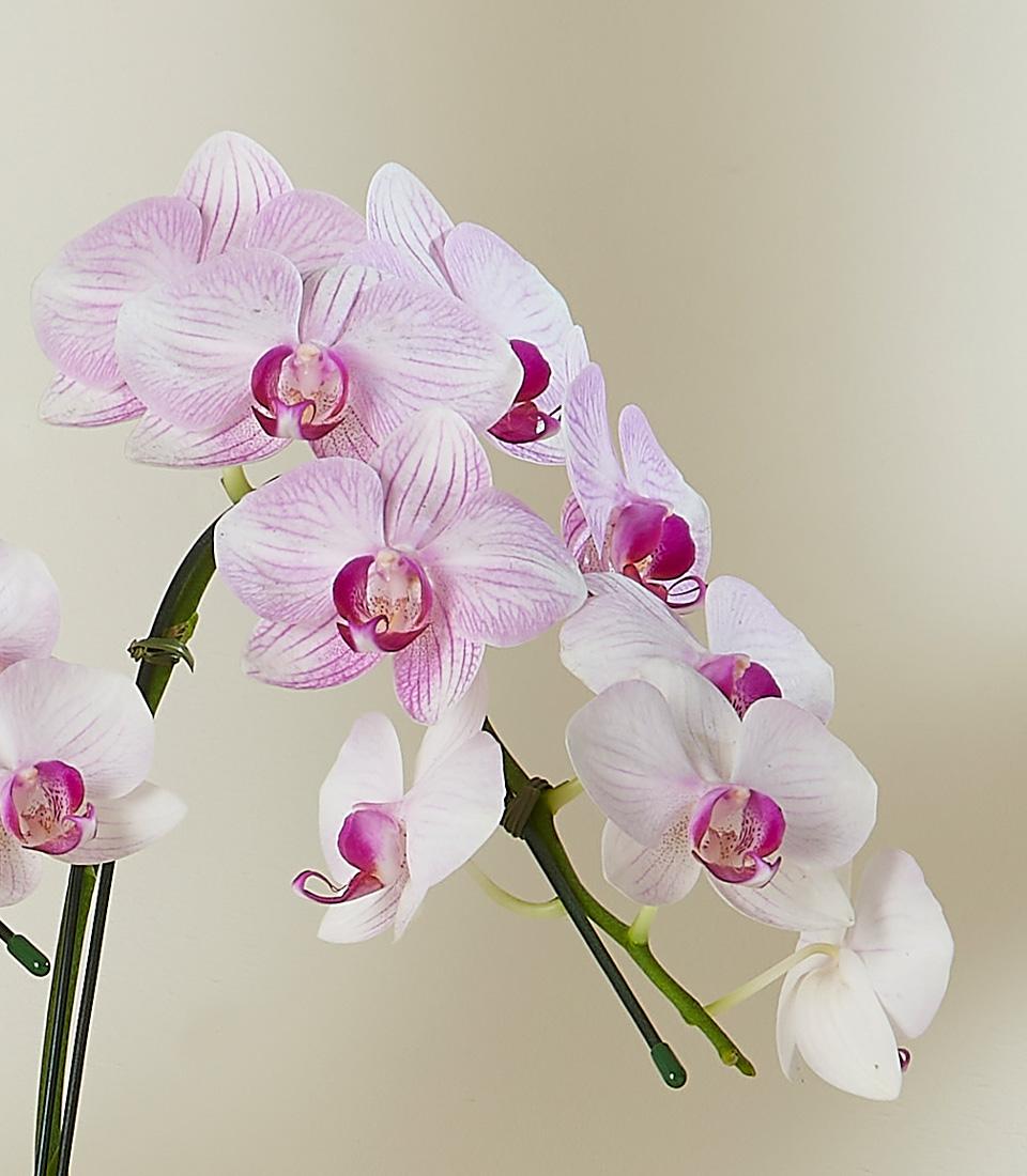 White and purple striped Phalaenopsis orchids with fuchsia centers, premium fresh flowers for congratulations or new home