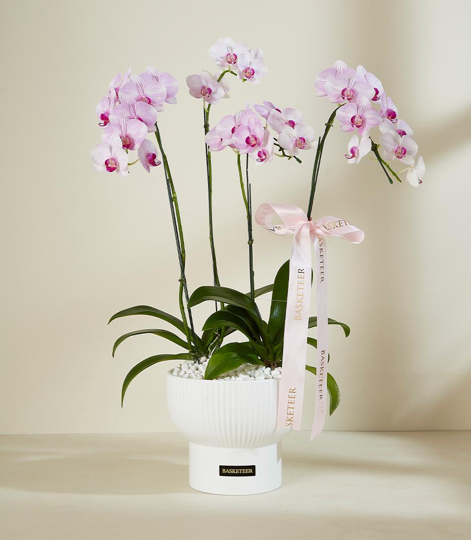 Potted light pink and white striped orchid with fuchsia centers in modern white ceramic planter, luxury gift arrangement
