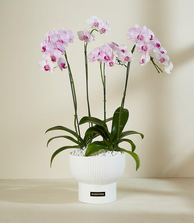 White and pink phalaenopsis orchid plant in modern ceramic planter with green stakes, luxury gift arrangement