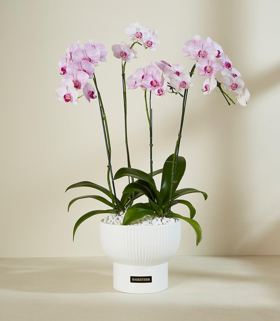 White and pink phalaenopsis orchid plant in modern ceramic planter with green stakes, luxury gift arrangement
