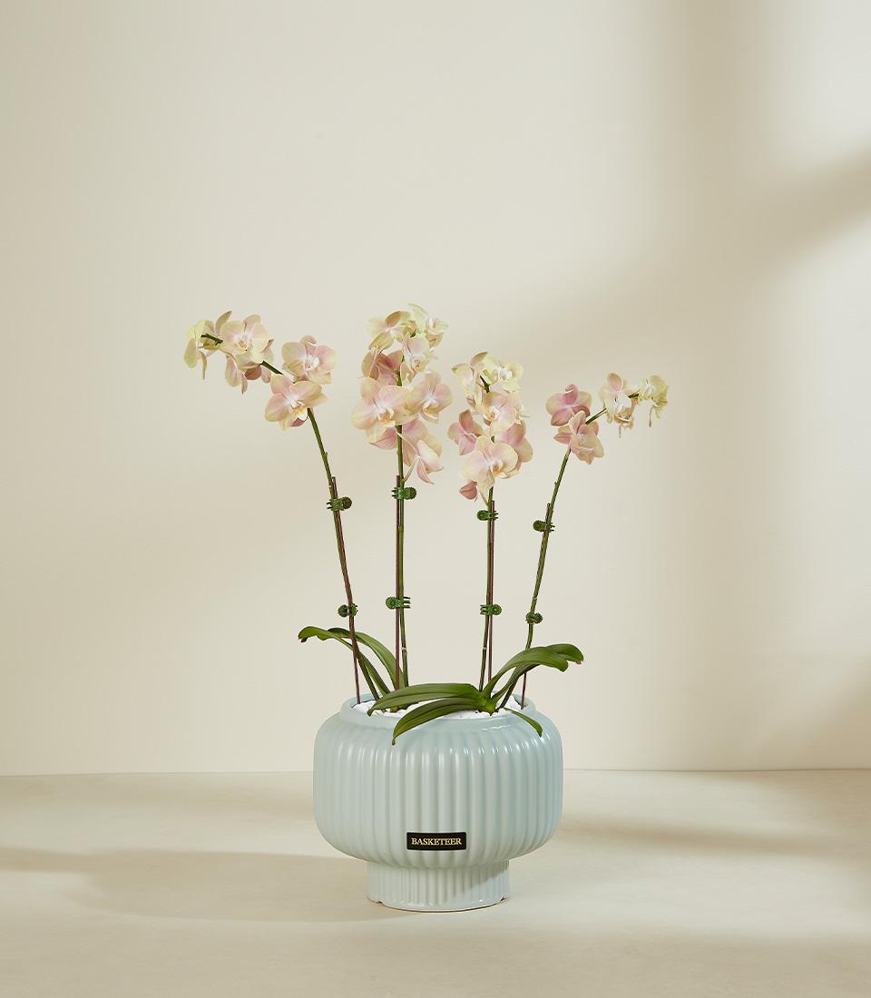 Soft blush orchid arrangement in light blue ceramic pedestal planter with pale pink and cream blooms