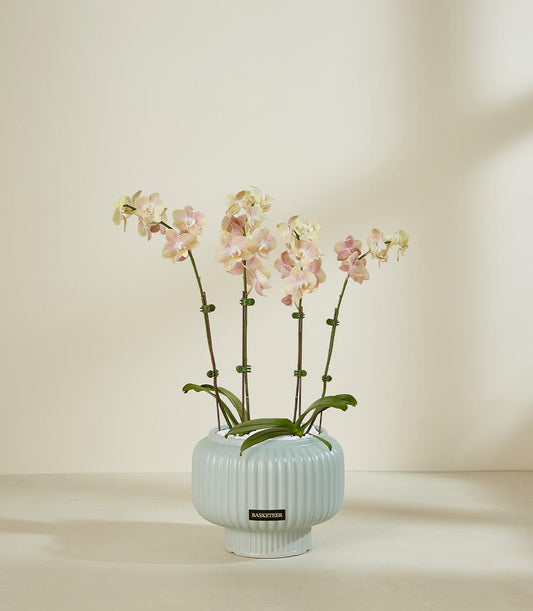 Soft blush orchid arrangement in light blue ceramic pedestal planter with pale pink and cream blooms