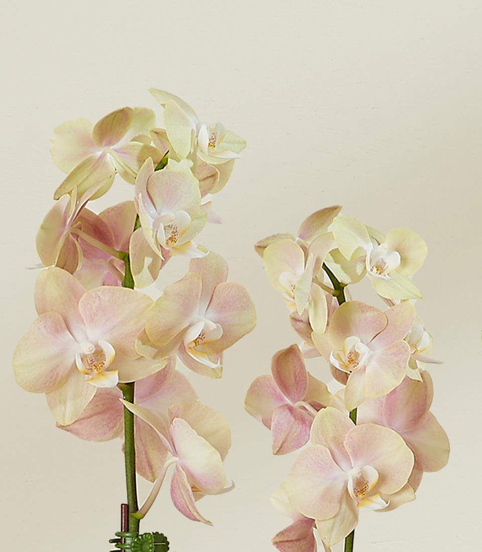 Soft blush Phalaenopsis orchid arrangement with peach and pale yellow blooms in varying stages of opening