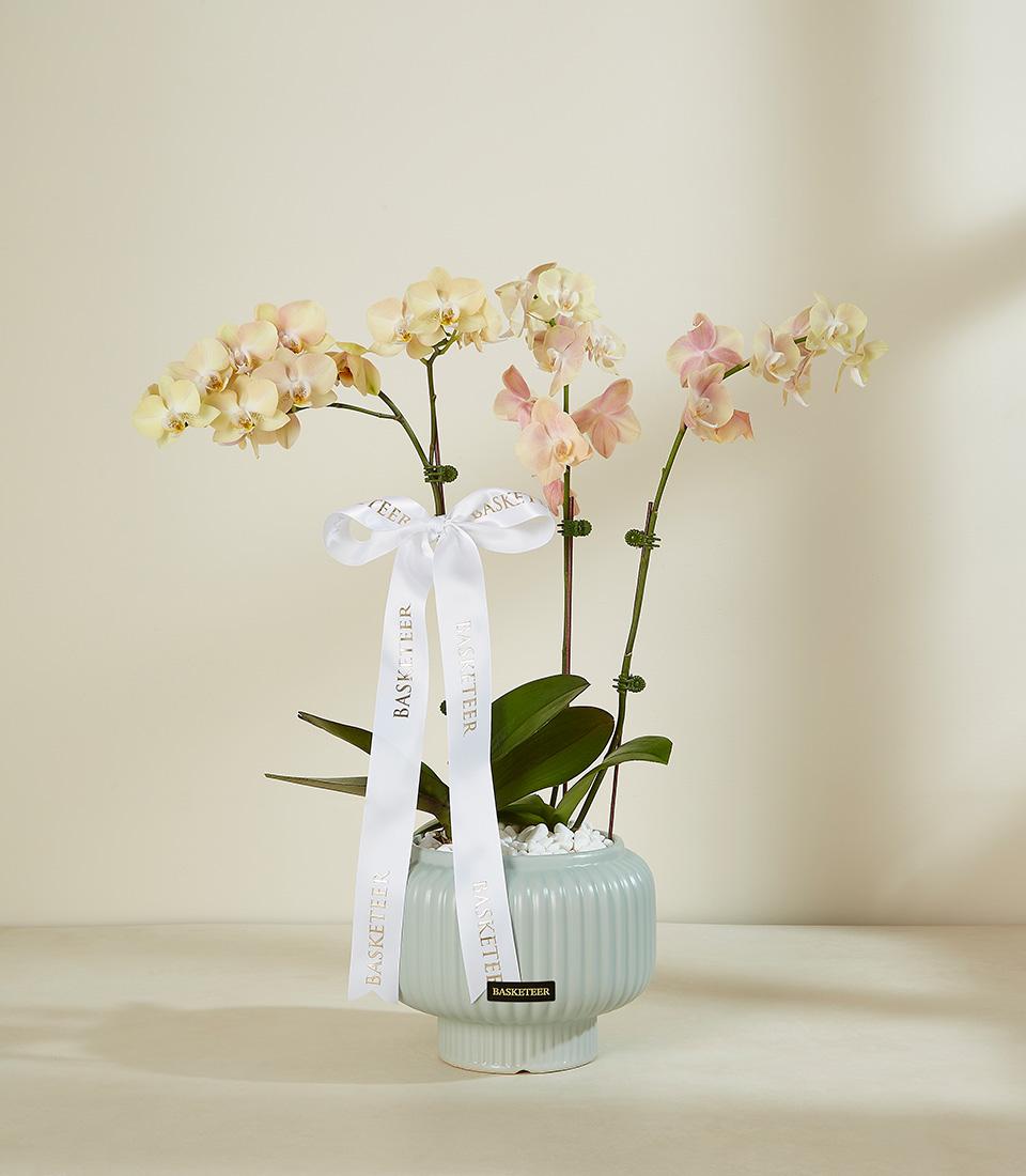 Soft blush orchid with pale yellow blooms in light blue ceramic pot, white ribbon bow, premium gift arrangement