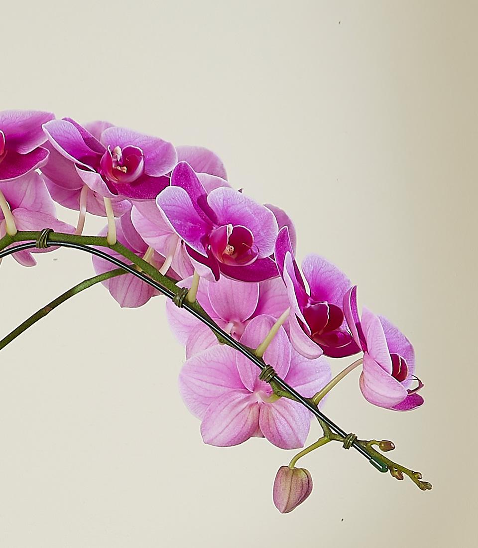 Vibrant fuchsia Phalaenopsis orchids with unopened buds on natural green stem, elegant plant gift