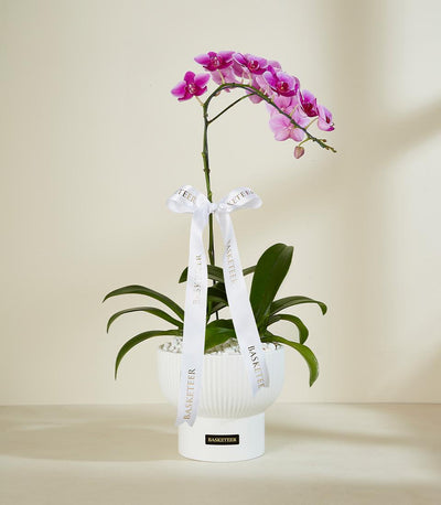 Pink orchid plant with white ceramic planter and gold-accented satin ribbon, elegant gift for new homes and celebrations