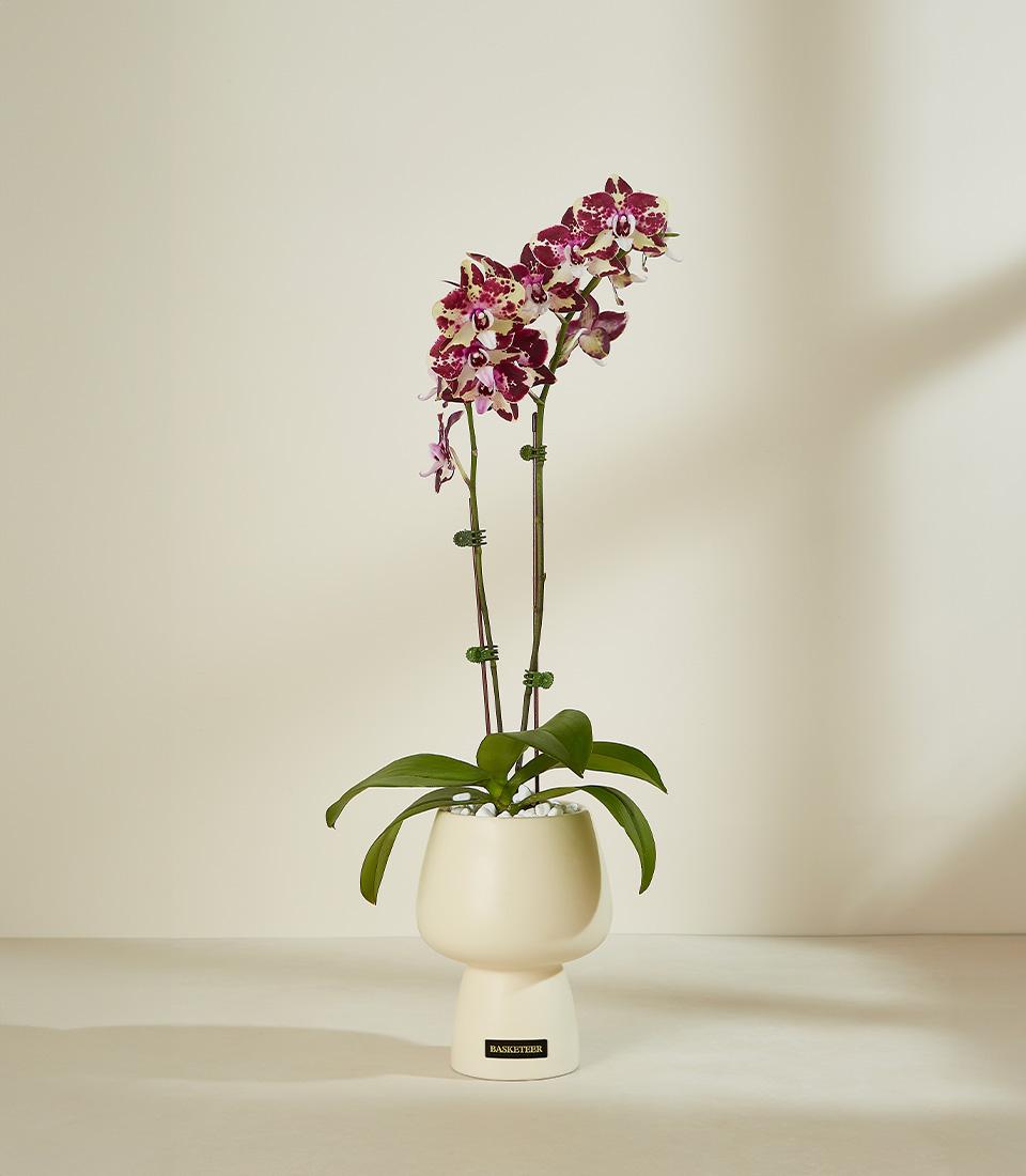 Maroon and white orchid plant in cream ceramic planter with decorative stones