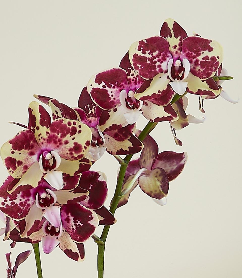 Elegant maroon-spotted Phalaenopsis orchid arrangement with creamy ivory petals on green stems