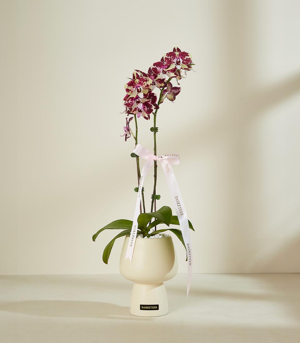 Potted orchid with deep magenta and cream blooms in cream ceramic pot, tied with pink Basketeer ribbon