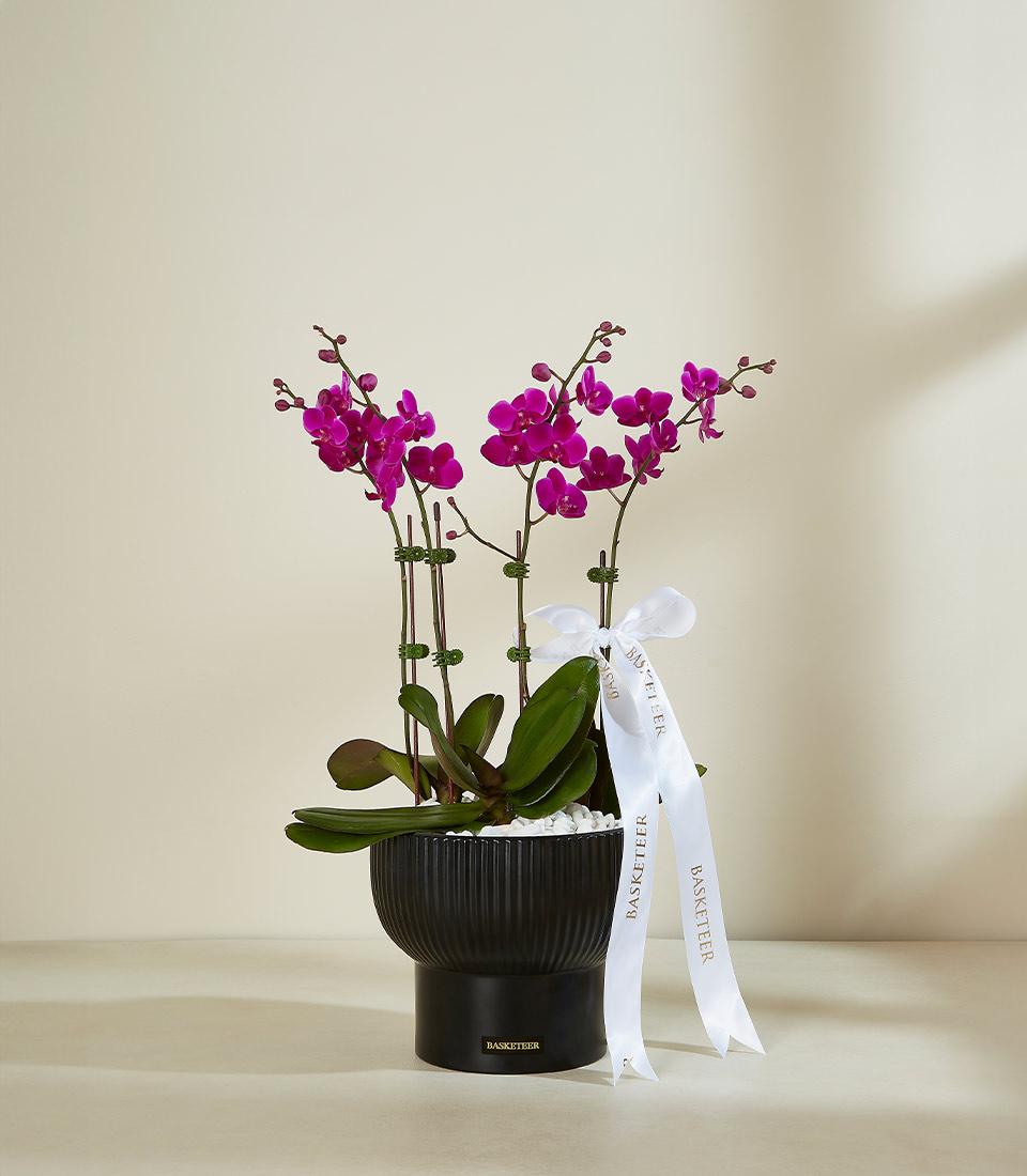 Vibrant fuchsia orchid plant with three stems in sleek black ribbed planter, white stones, green stakes, and gold-lettered