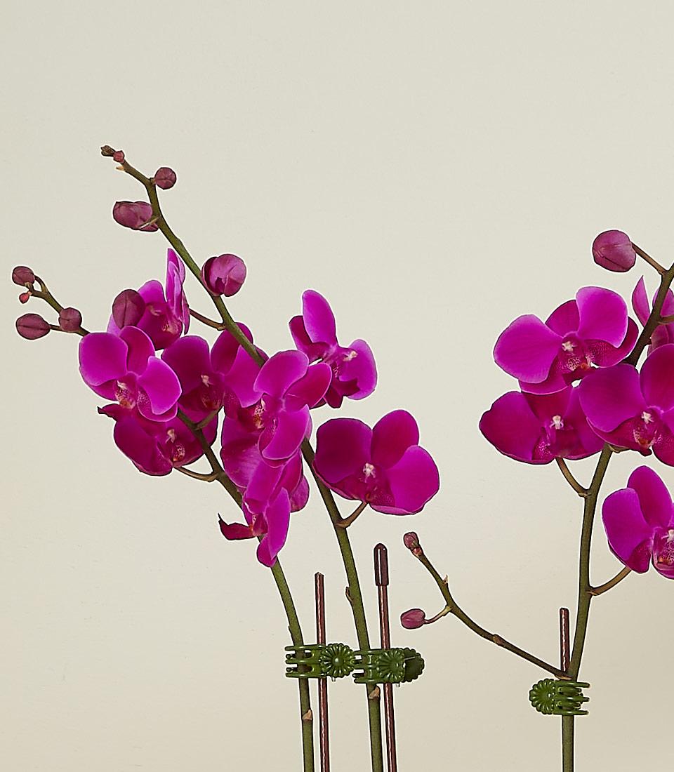 Brilliant fuchsia Phalaenopsis orchid plants with multiple blooms and green stakes