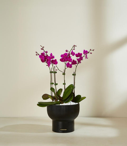 Brilliant fuchsia orchid arrangement with three plants in black fluted planter and white stones