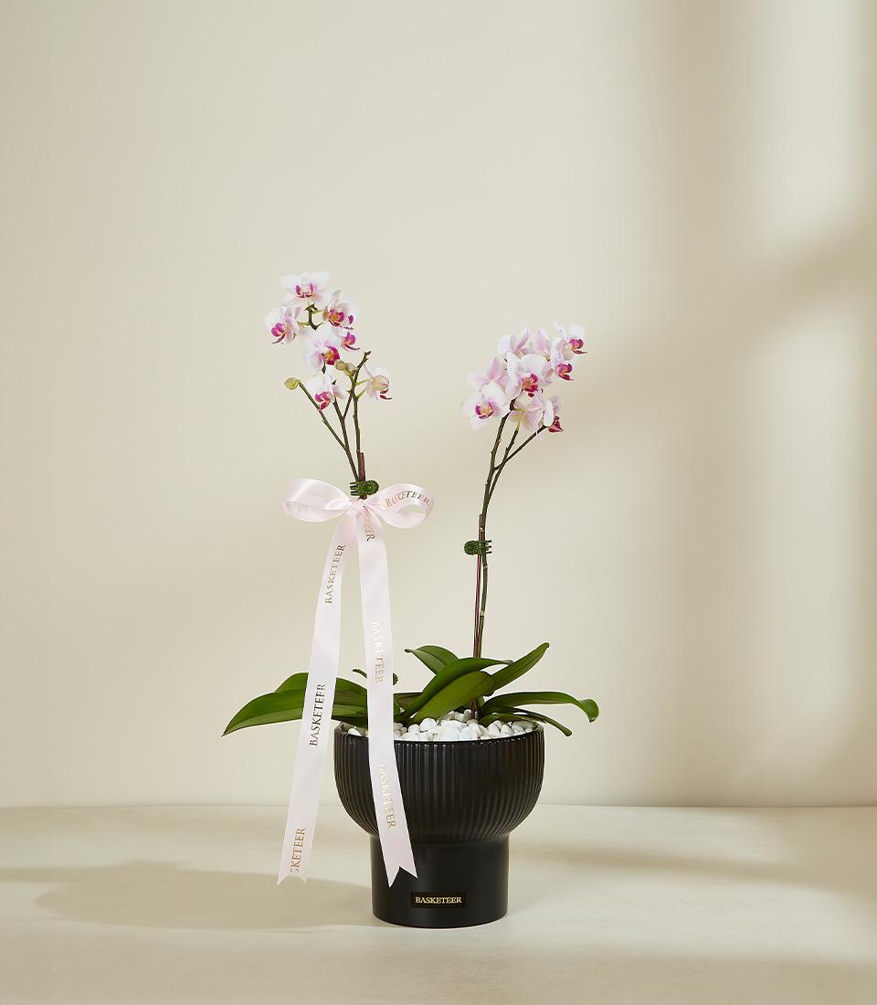 Blush orchid plant in black ceramic pot with pink satin ribbon, luxury gift for new home