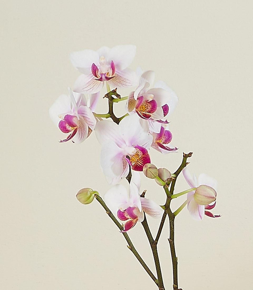 Luxe blush orchid plant with white petals, fuchsia centers, and branching stems ideal for new home gifting