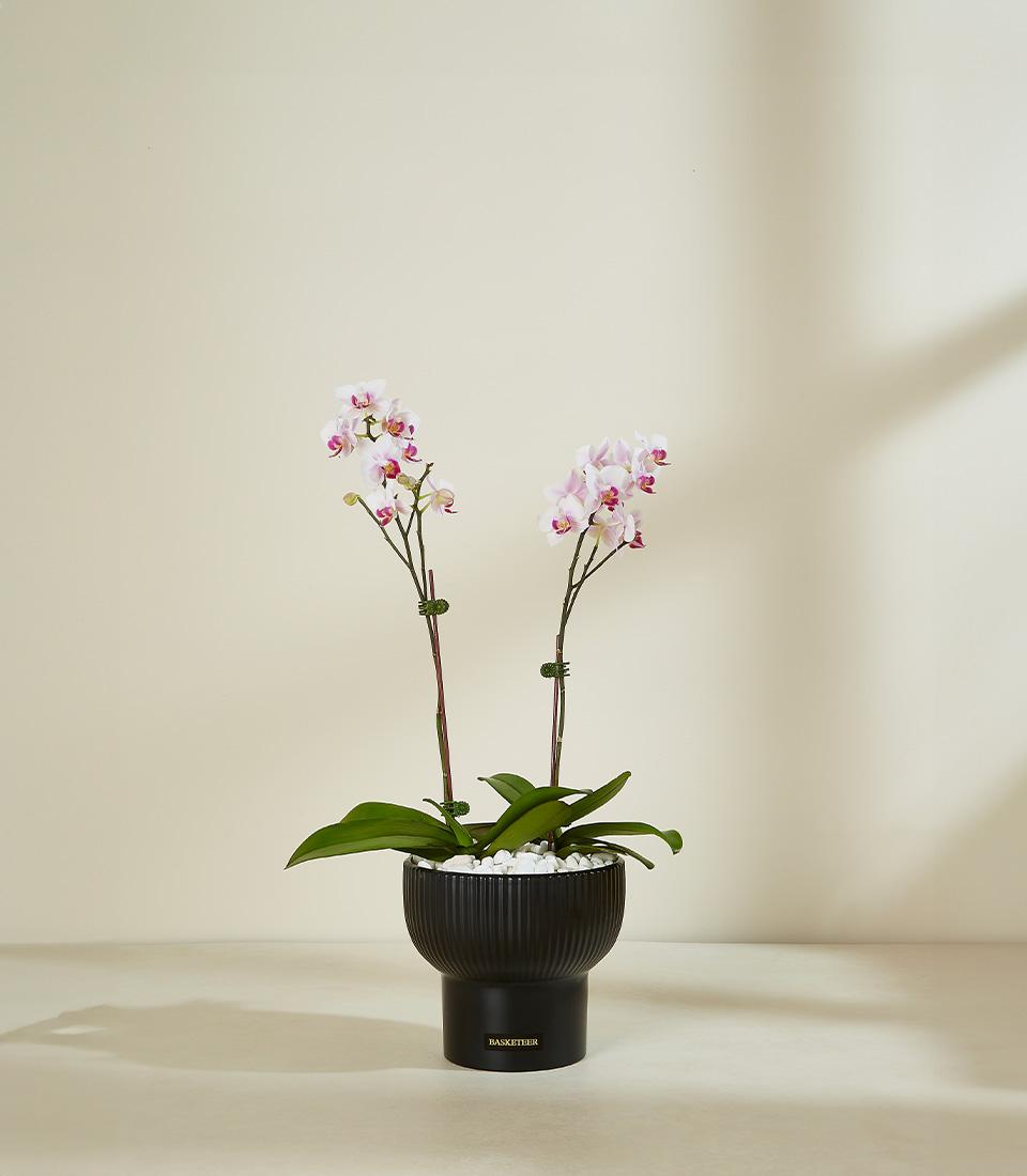 Luxurious blush orchid plant in sleek black fluted planter with white and pink petals, premium gift arrangement
