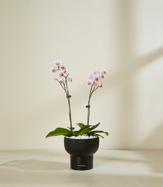 Luxurious blush orchid plant in sleek black fluted planter with white and pink petals, premium gift arrangement