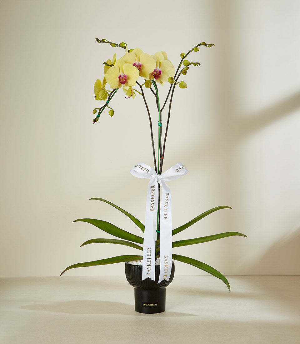 Yellow orchid plant in black planter with white satin bow, premium gift vase by Basketeer
