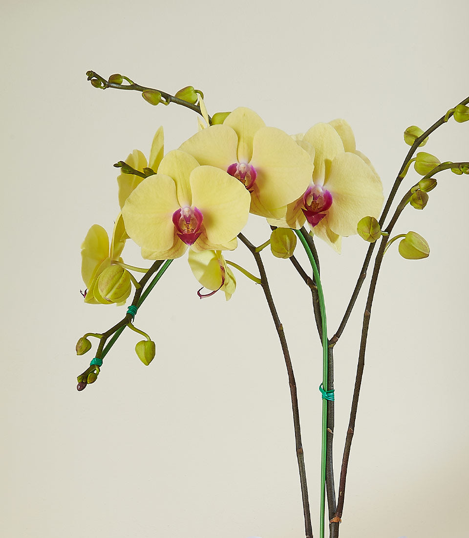 Vibrant yellow Phalaenopsis orchid with fuchsia pink centers, perfect potted plant gift from Basketeer