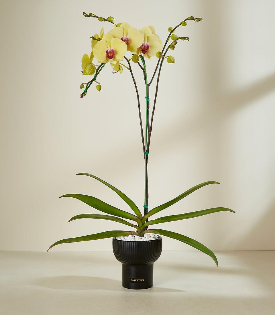 Yellow orchid with fuchsia center in black ribbed planter, premium gift plant from Basketeer