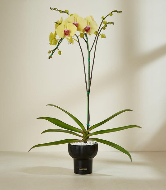 Yellow orchid with fuchsia center in black ribbed planter, premium gift plant from Basketeer