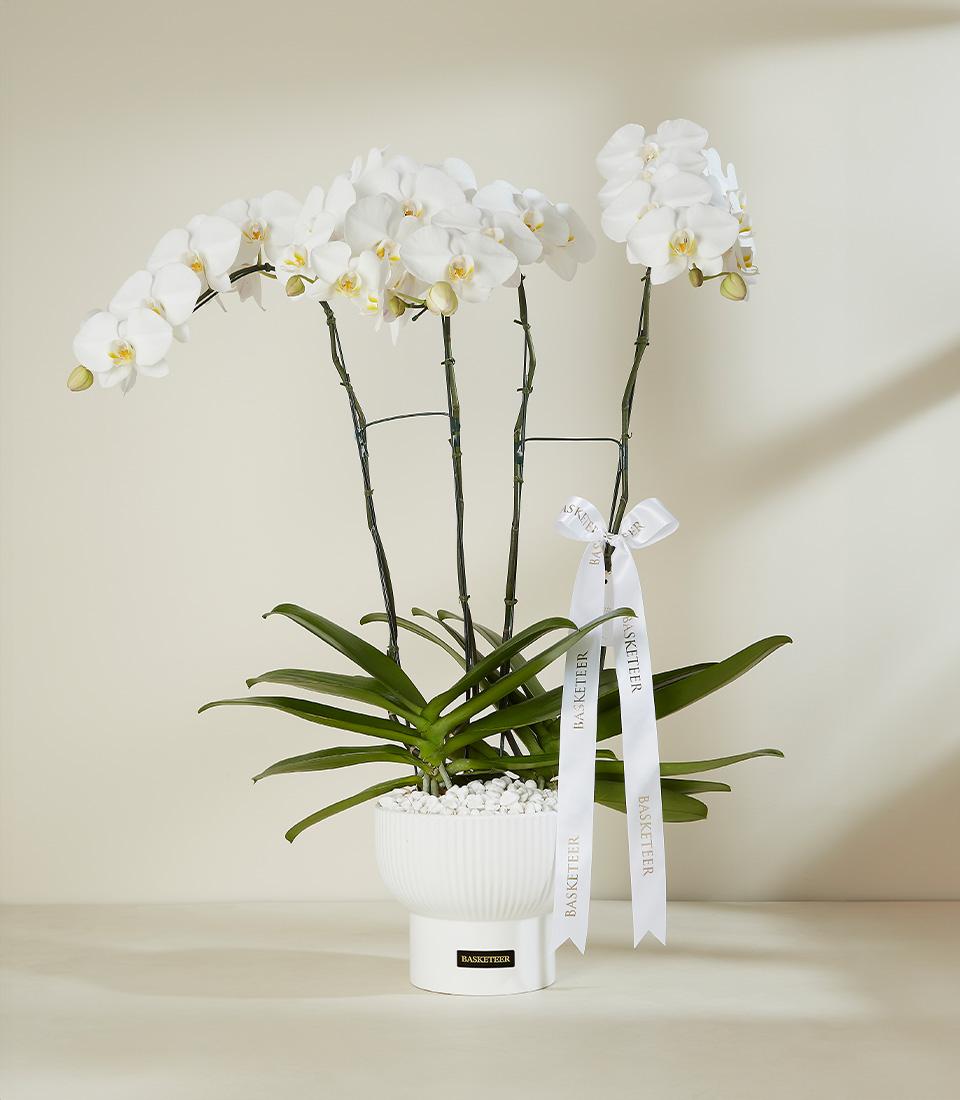 Potted white phalaenopsis orchid plant with multiple blooms in ceramic pedestal pot, premium gift presentation