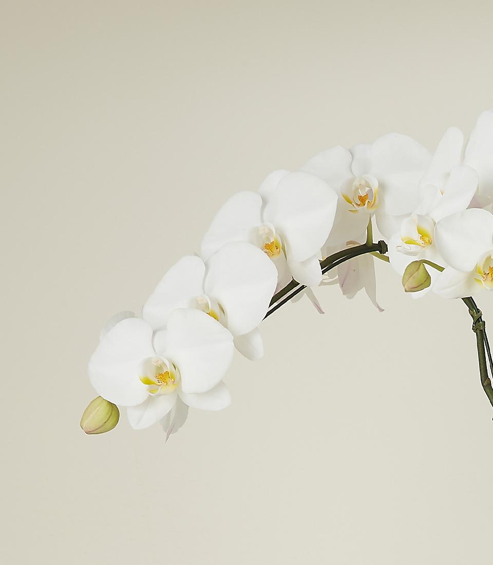 Pure white orchid plant with yellow centers and green stems on neutral background