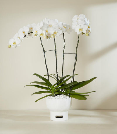 White Phalaenopsis orchid plant with yellow centers in modern ribbed ceramic pot