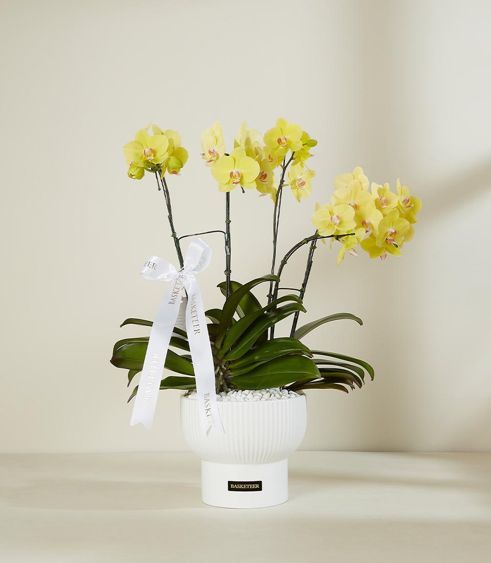 Bright yellow Phalaenopsis orchid with pink-red centers in white ceramic pot, adorned with Basketeer satin ribbon bow