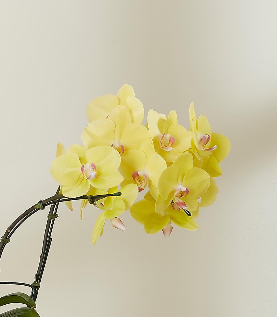 Vibrant yellow Phalaenopsis orchid with pink and white center blooms on dark green stem