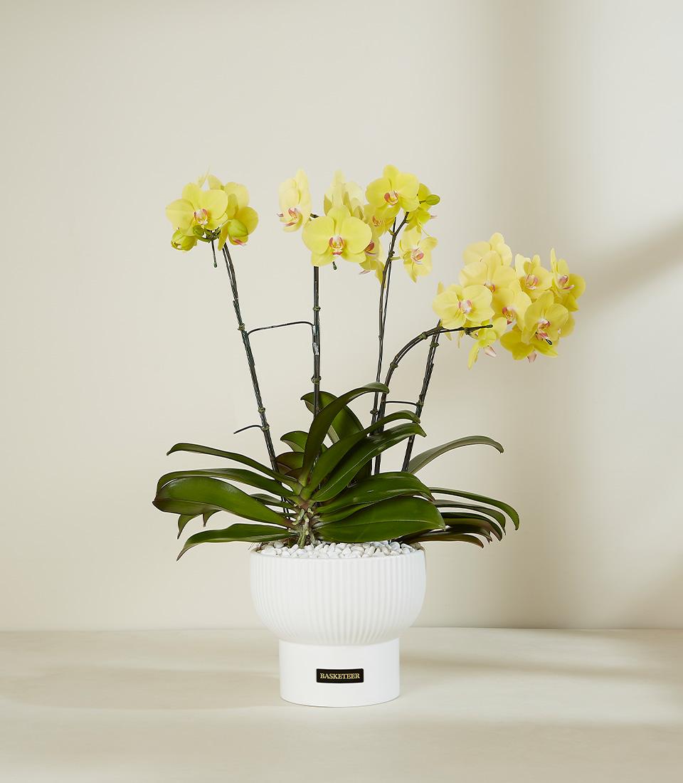 Vibrant yellow Phalaenopsis orchid with pink centers in white ceramic planter, premium gift arrangement