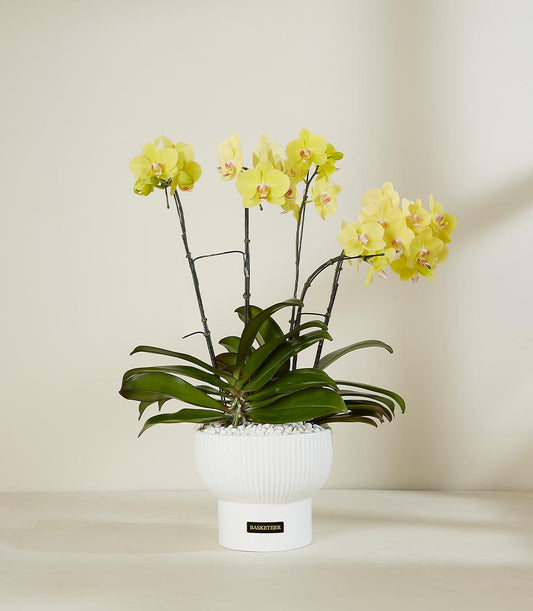 Vibrant yellow Phalaenopsis orchid with pink centers in white ceramic planter, premium gift arrangement