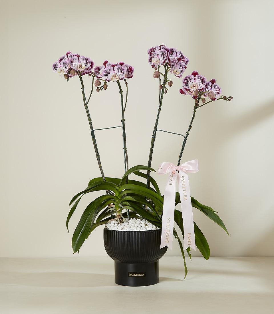 Purple and white striped Phalaenopsis orchids in black ceramic pot with satin ribbon accent