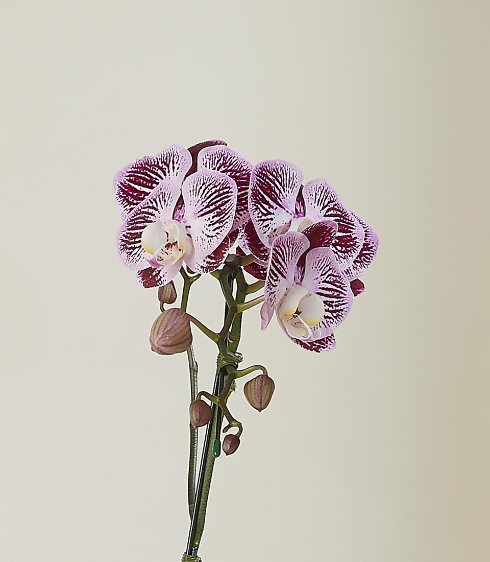 Vibrant purple-red orchid with striped blooms and multiple buds on green stem