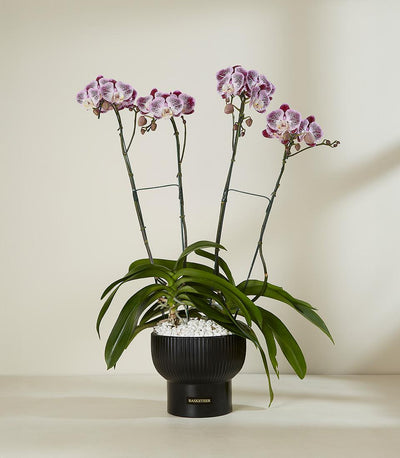 Purple and white striped orchid plant in black ceramic pot with decorative stones, ideal for home and gifting