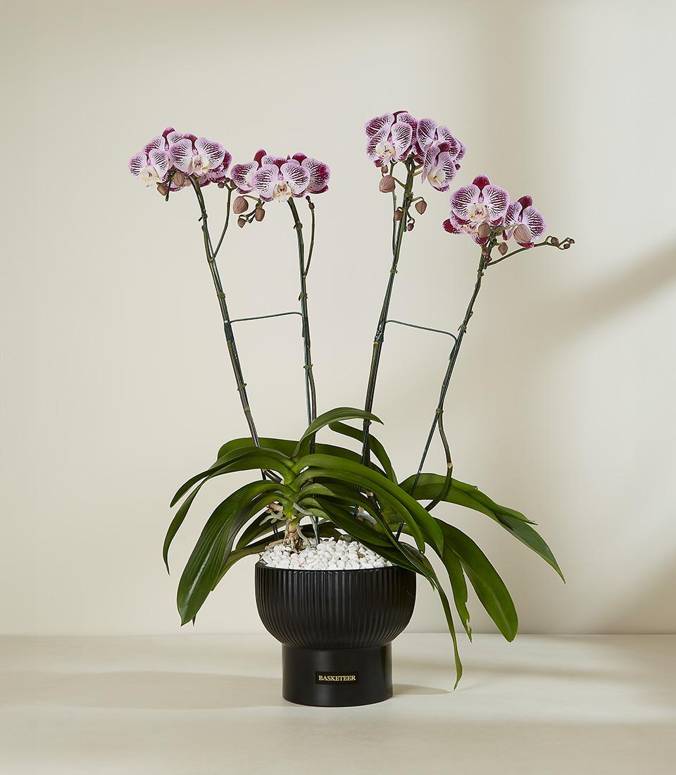 Purple and white striped orchid plant in black ceramic pot with decorative stones, ideal for home and gifting