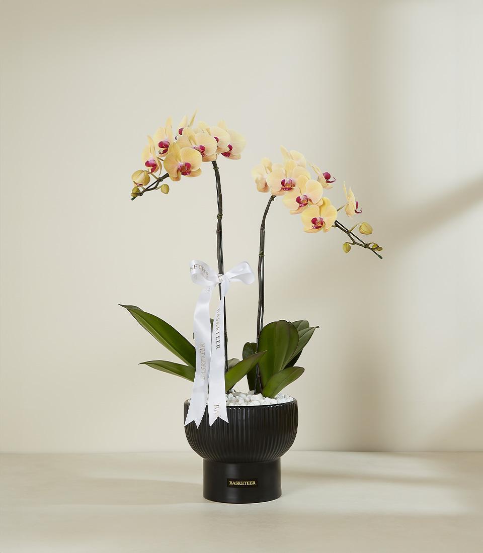 Light yellow orchid with deep pink center in black ribbed ceramic pot, white pebbles, Basketeer ribbon
