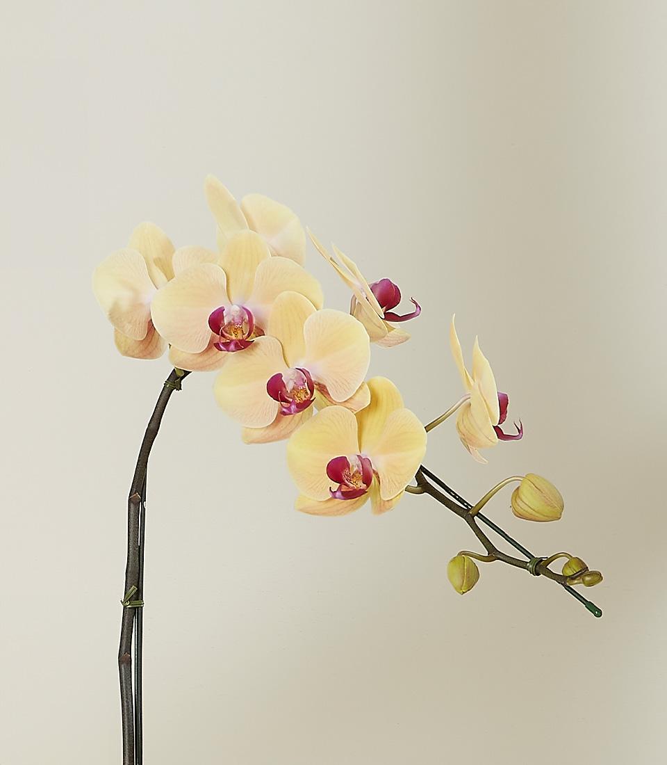 Vibrant yellow orchid with magenta centers and multiple blooms, supported stake for new home or plant gift