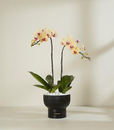 Light yellow Phalaenopsis orchids with deep red centers in black ceramic pot, luxury potted plant gift