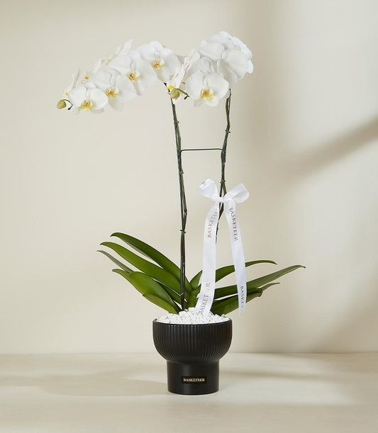White Pearl Orchid with yellow centers in black fluted pot, premium plant gift with decorative stones and ribbon