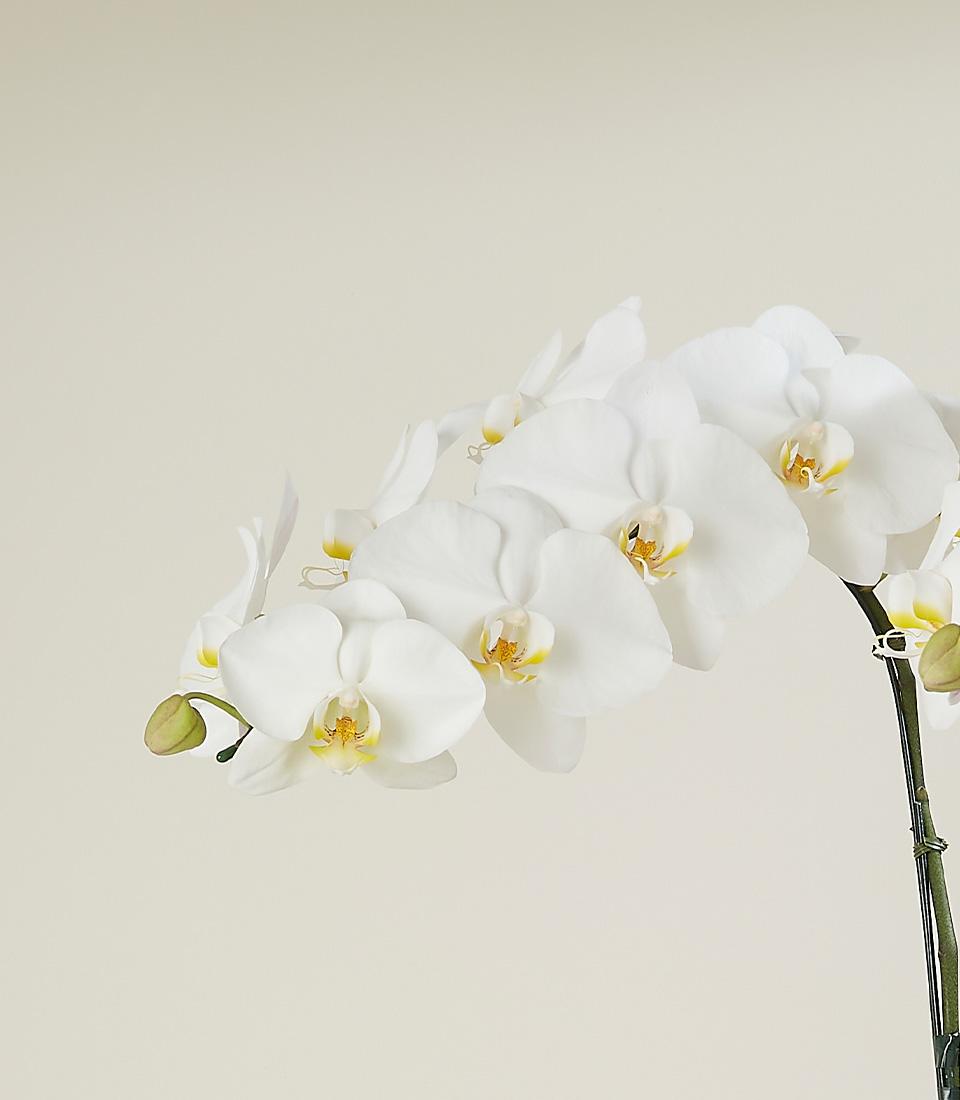 White Phalaenopsis orchid with cream blooms and yellow centers, green stem support, luxury gift plant